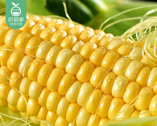 【叼鲜蔬】漳州新鲜甜玉米/1份（1.5kg±100g） 商品图6