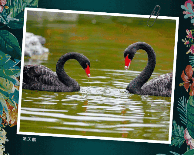 等构成 屏开时光彩夺目 神秘黑天鹅 神秘的黑天鹅在里也有 黑色的羽毛