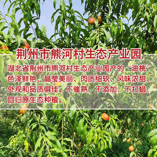 满园红精品油桃10斤装 商品图1