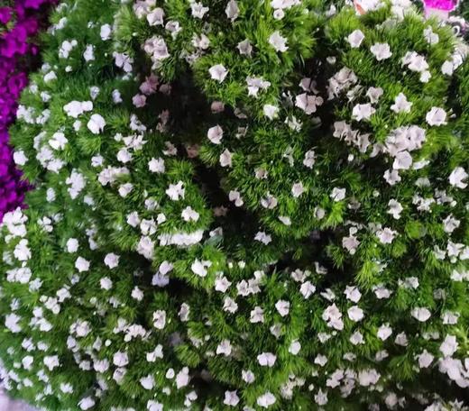 白色石竹梅20枝一扎