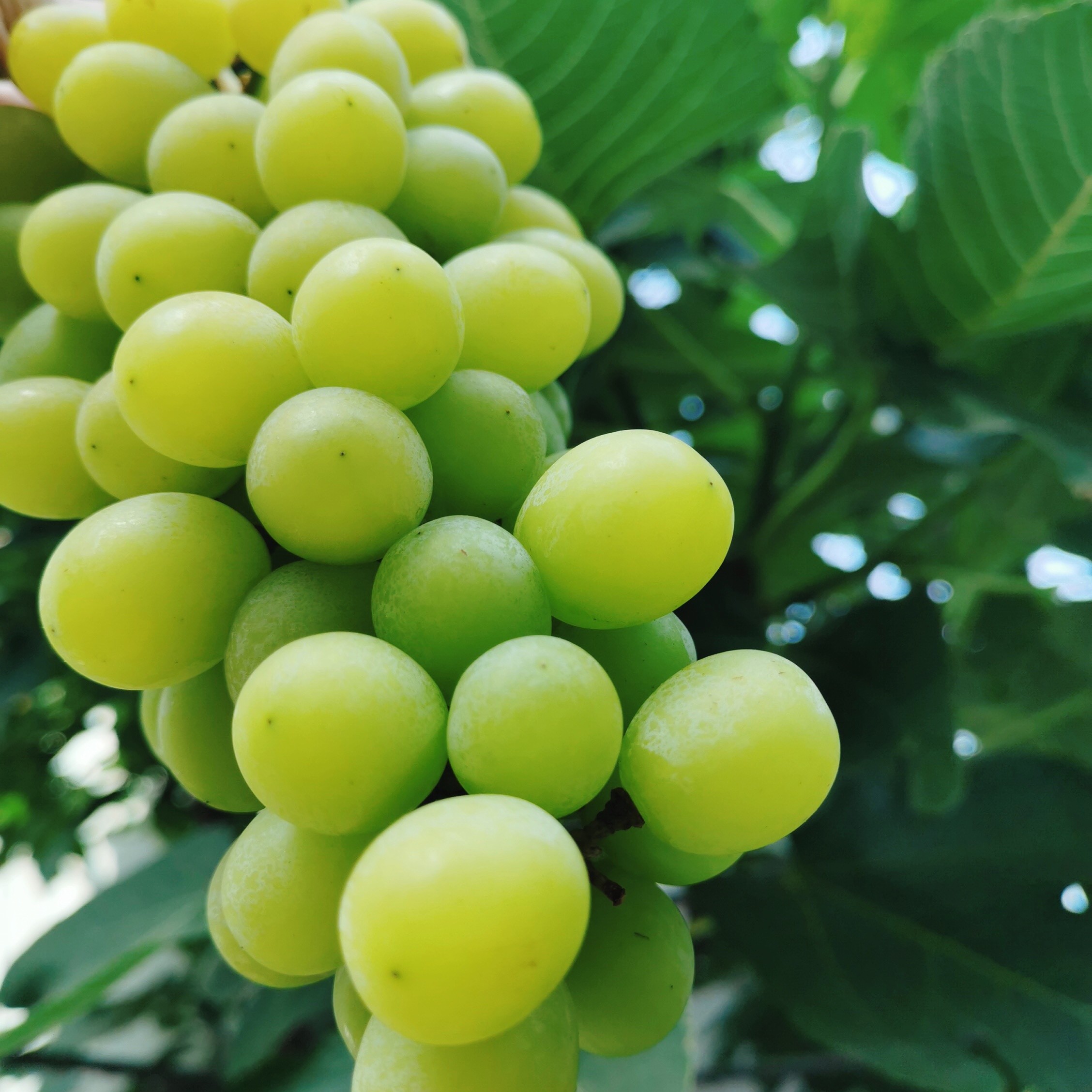 晴王阳光玫瑰葡萄