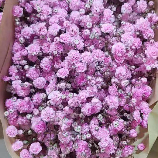 吸色彩星 浅紫 AB级 商品图1