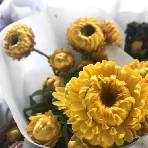 黄色麦秆菊10枝一扎