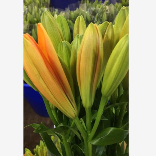 百合-橙色幻想-多头-10支/扎 商品图0