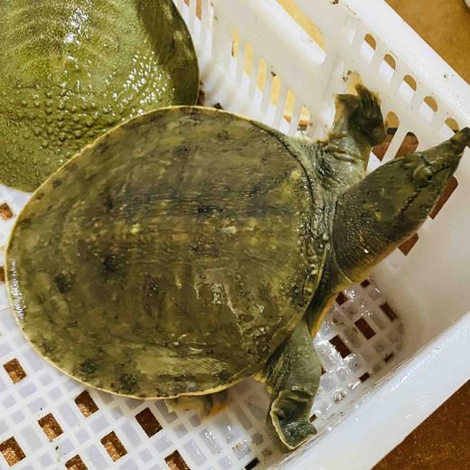 海鲜精选东山海鲜61野生活鲜甲鱼顺丰冷链含丰富的矿物质味道鲜美