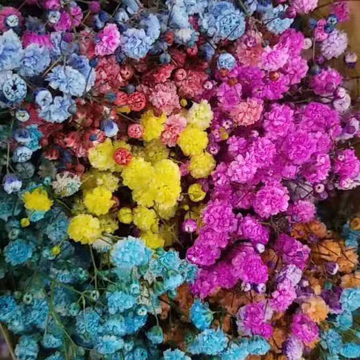 吸色彩星 浅紫 AB级 商品图2