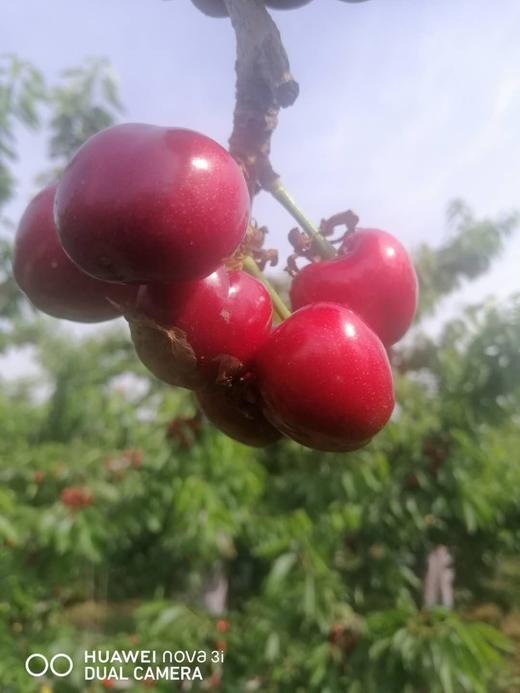 中华小樱桃4斤／份 商品图4