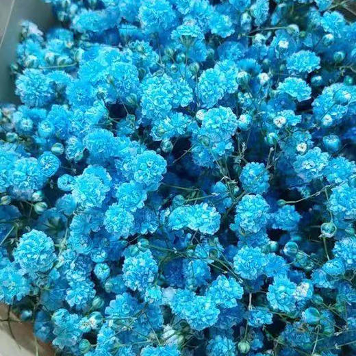 吸色彩星 浅紫 AB级 商品图3