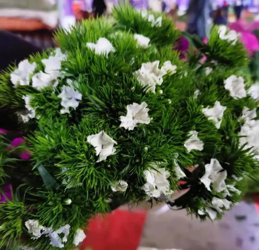 白色石竹梅20枝一扎