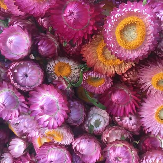 粉色麦秆菊10枝一扎