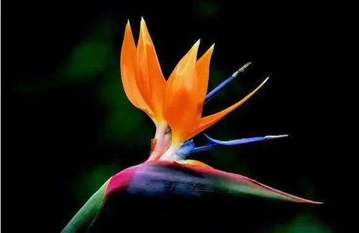 橙色天堂鸟一枝 商品图4