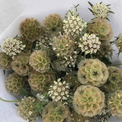 风车果10枝一扎