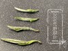 2020荒野银针《水龙吟》来了，露寒烟冷蒹葭老（一斤收藏装） 商品缩略图1