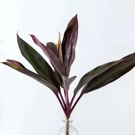 红色朱蕉5枝一扎