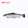 三文鱼  （整条）5.7-6kg/条（智利） 商品缩略图0
