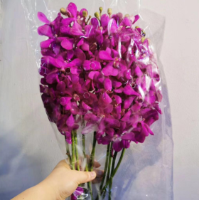 配花-千代兰-玫红色-10支/扎