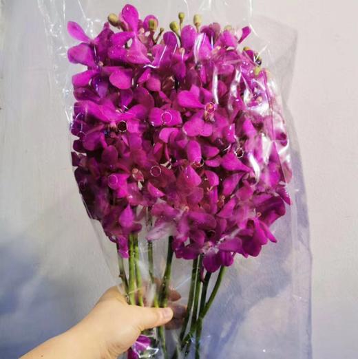 配花-千代兰-玫红色-10支/扎 商品图0