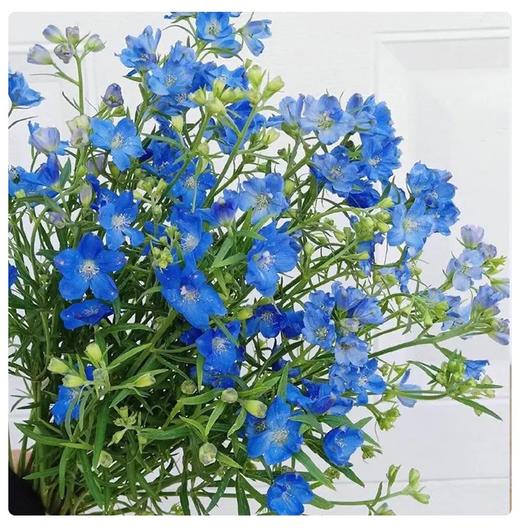蓝色小飞燕10枝一扎