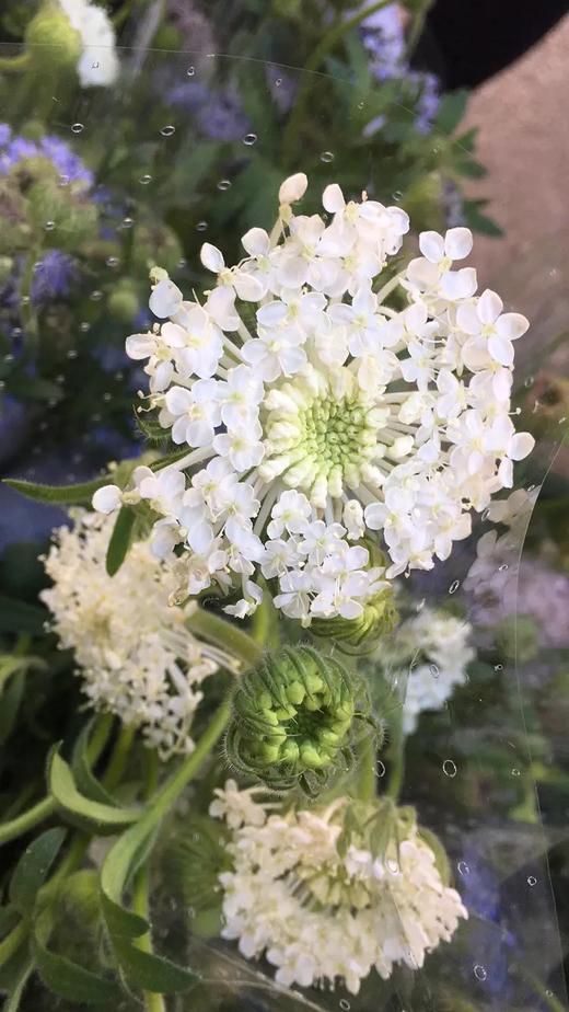 白色翠珠花花语图片