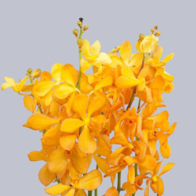 配花-千代兰-橙色-10支/扎