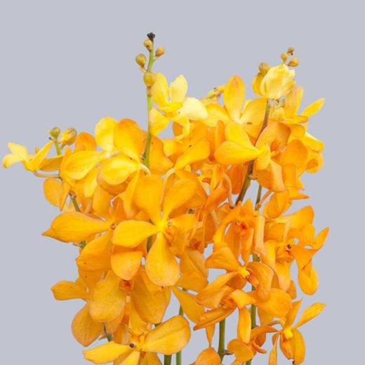 配花-千代兰-橙色-10支/扎 商品图0