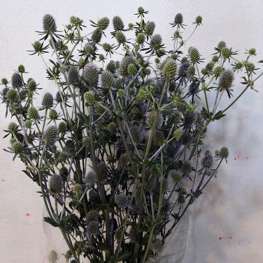 配花-刺芹-2到3支 商品图1