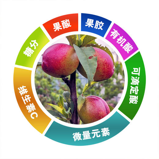 满园红精品油桃10斤装 商品图4