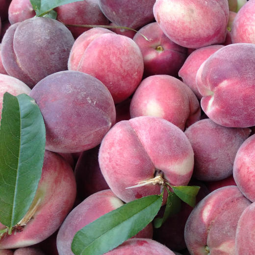 高原露天红宝石桃颜值高桃味浓原汁原味清脆酸甜278项农残零检出云南