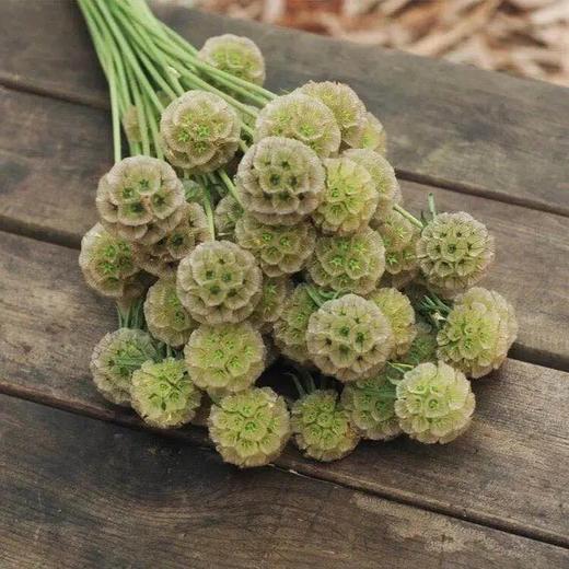 风车果10枝一扎