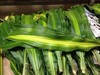 配叶-巴西叶-10枝/扎 商品缩略图1