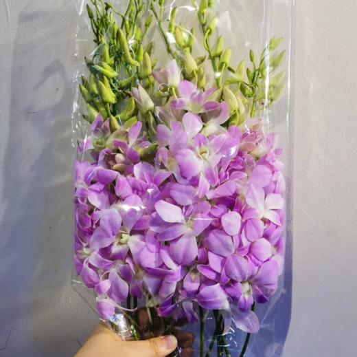 配花-千代兰-浅紫色-10支/扎 商品图0