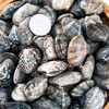 【2斤|预售】(精选) 鲜活蛤蜊二斤 大连花蛤 (重约2斤)【3月23日当天提货】 商品缩略图2