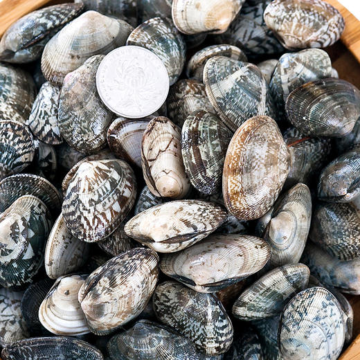 【2斤|预售】(精选) 鲜活蛤蜊二斤 大连花蛤 (重约2斤)【3月23日当天提货】 商品图2