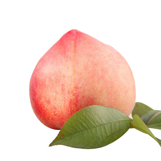 【用图】现摘新鲜 高山水蜜桃 毛桃2斤【当天提货】 商品图3