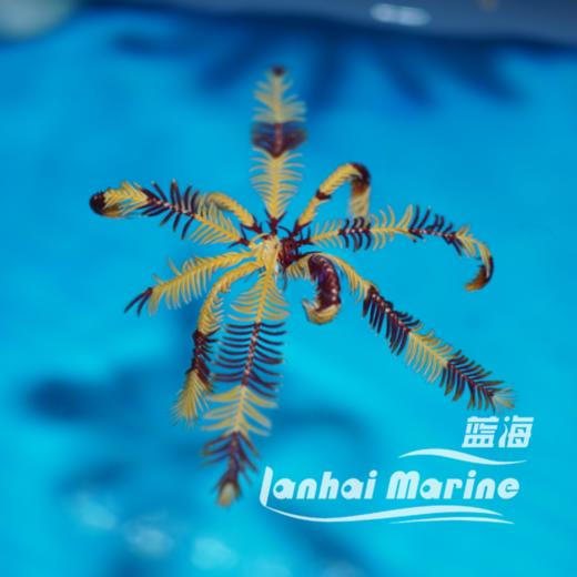 斑节羽毛星 商品图1