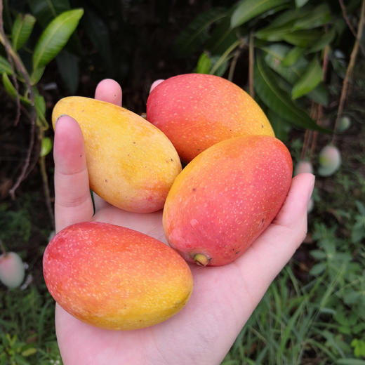 云南太阳蜜芒（芒果） 商品图2