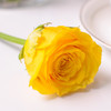 国产玫瑰-金枝玉叶-20枝/扎 商品缩略图0
