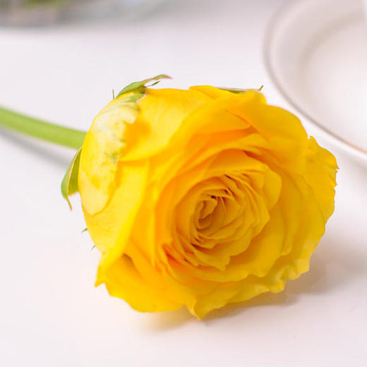 国产玫瑰-金枝玉叶-20枝/扎 商品图0