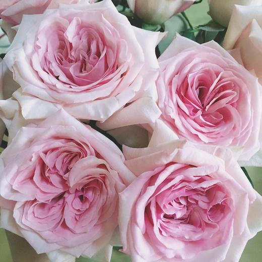 国产玫瑰ZS-粉荔枝-20枝/扎 商品图0