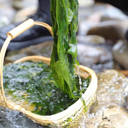 福建霞浦海带嫩苗人工采摘鲜嫩爽口营养丰富2斤5斤装精品装