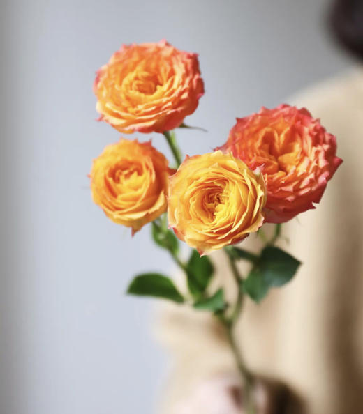 浪漫爱人多头玫瑰5支份买2份减20元每一支都有好多个花苞开放度大又美