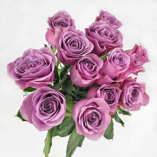 国产玫瑰ZS-紫霞-B级-20枝/扎 商品图0