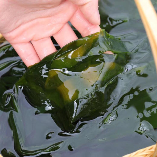 福建霞浦海带嫩苗人工采摘鲜嫩爽口营养丰富2斤5斤装精品装