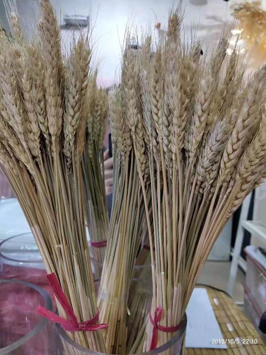 【干花】大麦/约100支  两色可选 商品图2