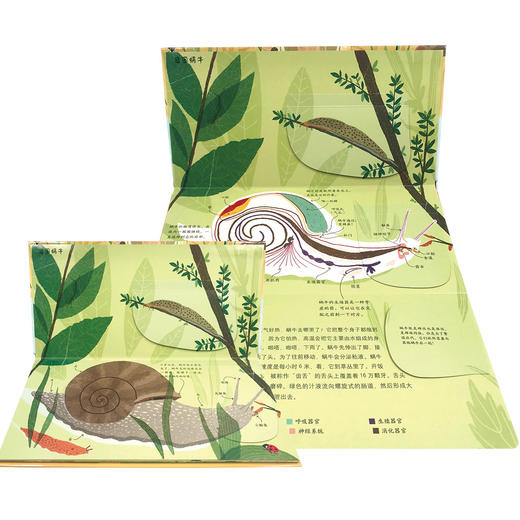 地上地下全集（共4册）适龄5-12岁（自然城市+自然景观动物世界） 商品图4