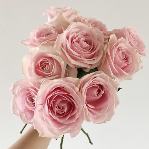 国产玫瑰ZS-粉红雪山-B级-20枝/扎博麟推荐 商品图0