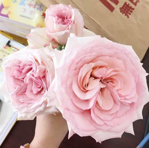 国产玫瑰ZS-粉荔枝-20枝/扎 商品图1