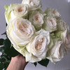国产玫瑰-白荔枝-B级-20枝/扎 商品缩略图1