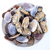 【2斤|预售】(精选) 鲜活蛤蜊二斤 大连花蛤 (重约2斤)【3月23日当天提货】 商品缩略图1