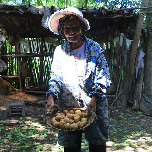 【产地直发！】恩施富硒小土豆 古老品种，马尔科小土豆，粉糯香，小时候的味道 商品图10